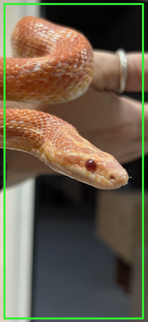 rattenslang samenpreciesgoed.png